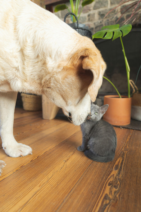 Comfort & Care: The CAIROK Way for Your Pets